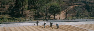 Four farmers raking coffee cherries drying in the sun in Guatemala