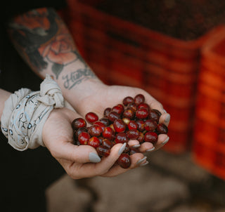 Cupped hands holding coffee cherries