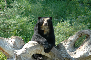 Spectacled bear in nature